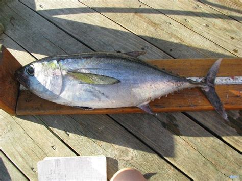 Jenis Jenis Ikan Tuna Dan Gambarnya Paling Lengkap