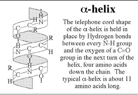 Draw the Structure of alpha helix - Chemistry - Biomolecules - 12894141 ...