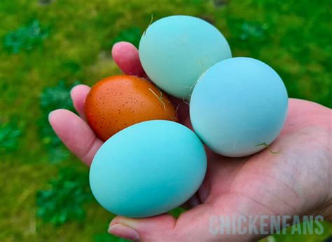 Egg Color Genetics Chicken Fans