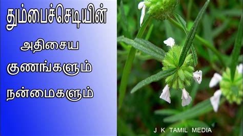 Thumbai Plant Flower தும்பைப்பூleucas Aspera Health Benifits Youtube