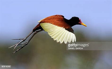 Jacana Bird Photos And Premium High Res Pictures Getty Images