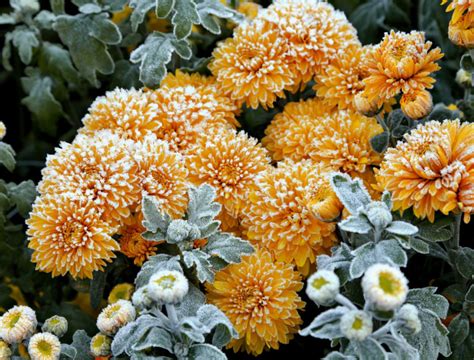 10 Plants That Will Survive Frost Backyard Boss