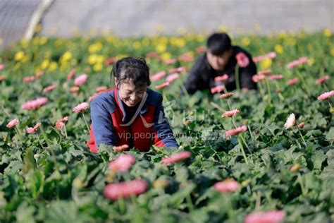 河北唐山：花卉经济助农增收 人民图片网