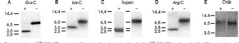 Figure 1 From Identification Of The Extracellular Loop 2 As The Point