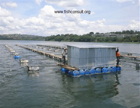 Promoting Cage Aquaculture In Lake Victoria Uganda Fish Consulting