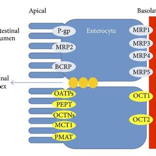 A Structural Configuration Of P Gp Mrp And Bcrp Reproduced