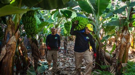 La lava del volcán de La Palma arrasa plantaciones de Plátano de