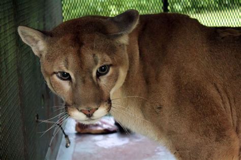 Cougars In Ontario