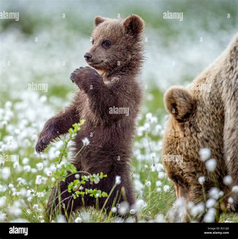 She Bear And Cub Brown Bear Cub Stands On Its Hind Legs In The Summer