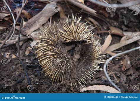 Wild Short Beaked Echidna With Dirty Muzzle And Paws Try To To Curl Up