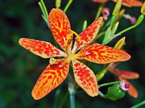 Iris tigré Iris léopard Iris domestica planter cultiver multiplier