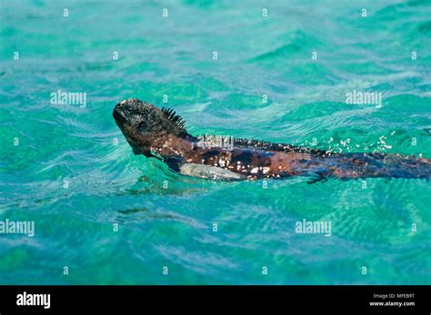 MARINE IGUANA Amblyrhynchus Cristatus Swimming Galapagos Islands Stock