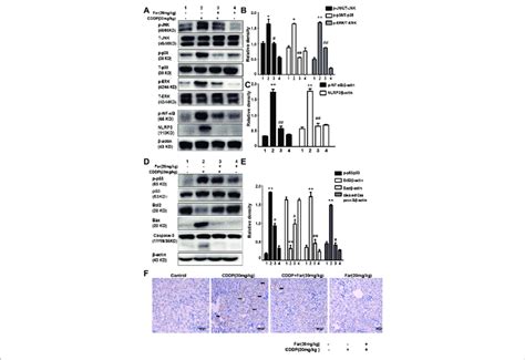 Effects Of Farrerol On Cisplatin Induced Inflammation And Apoptosis