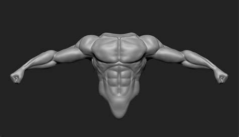 Male Torso D Model Cgtrader