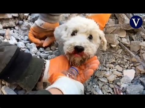 La increíble historia de un perro rescatado en Turquía un acto de