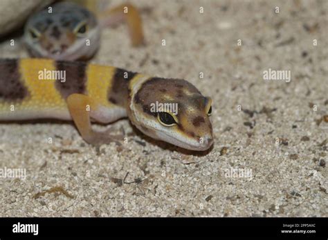 Detailed Closeup On A Colorful Banded Leopard Gecko Eublepharis