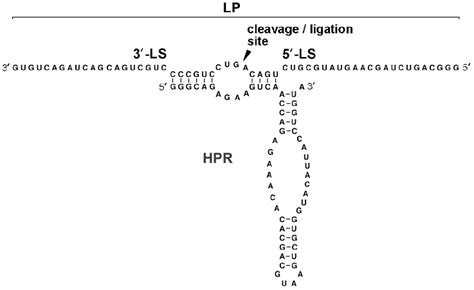 Structure Of The Hairpin Ribozyme With Separated Enzyme And Ligation