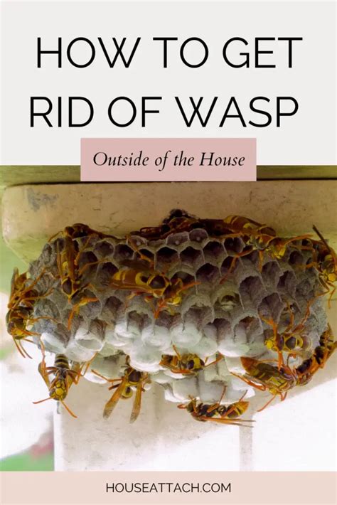 10 Best Wasp Nest Removal DIY Ideas