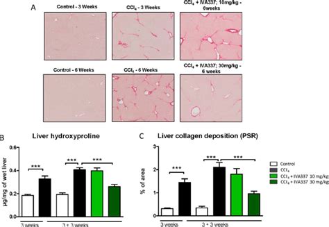 Iva Reverses Fibrosis In A Curative Ccl Induced Liver Fibrosis