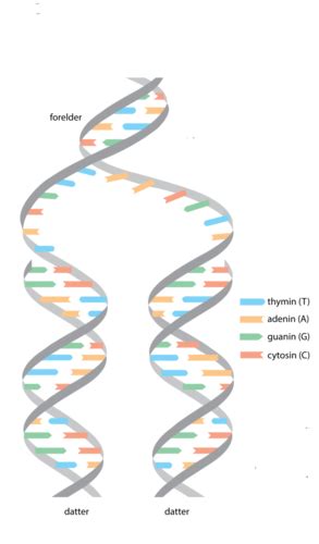 Arv Og Evolusjon Flashcards Quizlet