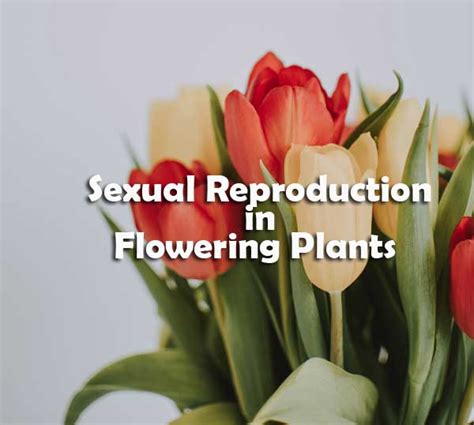 Sexual Reproduction In Flowering Plants Questions And Answers Mcq