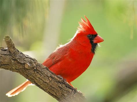 Cardinal Nesting (Behavior, Eggs, Location + FAQs) | Birdfact