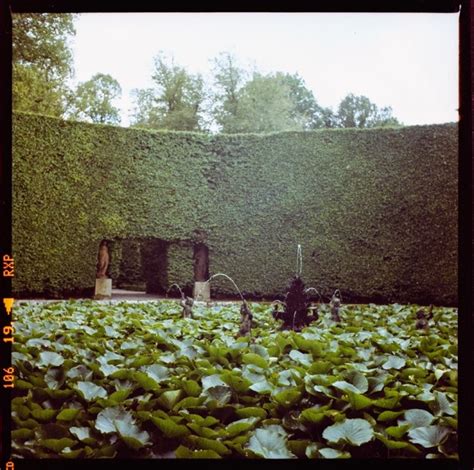 Pond Surrounded In Beach Hedge At Killruddery House Stunning