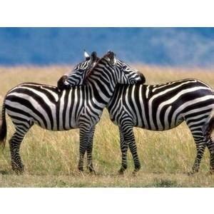 zebra facts for kids - Animals Time