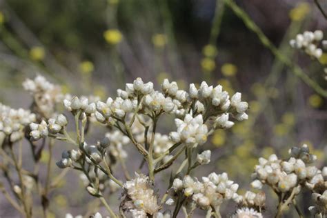 10+ Top Chaparral Plants & Other Characteristics of the Biome