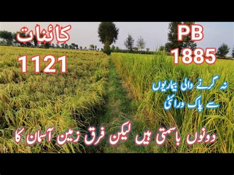 Pb Pusa Pb Basmati Rice Pb Improved Variety