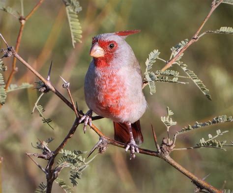 Male Pyrrhuloxia Photo By Martin Molina Southe Flickr