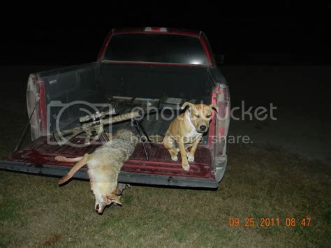 For Sale - Coyote Decoy Dog Pups | Hunting Nebraska Outdoor Forums