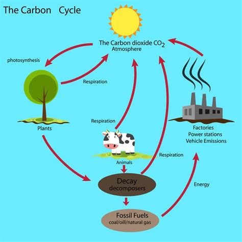 Pictures: carbon dioxide cycle | Carbon dioxide cycle — Stock Vector ...