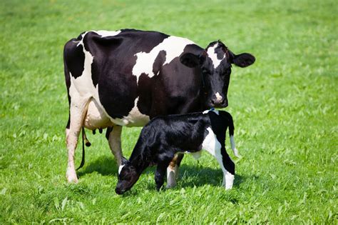 Holstein Calves