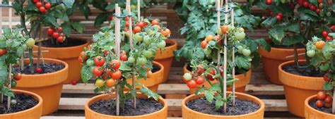 Zo Kweek Je Tomaten In Een Pot Tuincentrum Pelckmans