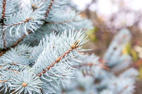 Colorado Blue Spruce Tree: Care and Growing Guide