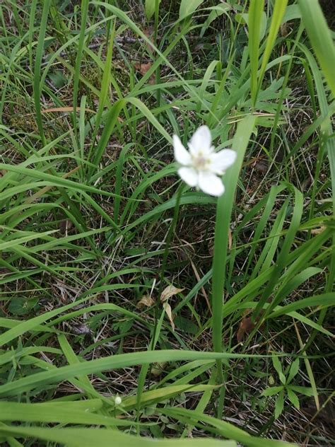 marsh grass of Parnassus from Иркутская обл Россия 665490 on August