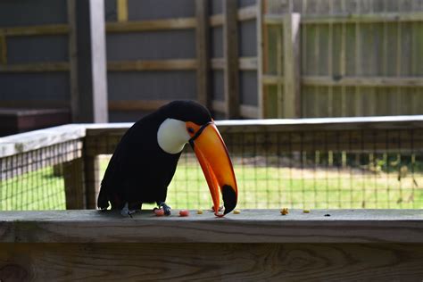 Toucan Do It! - Virginia Zoo in Norfolk