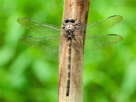 Gray Petaltail: Identification, Life Cycle, FAQs