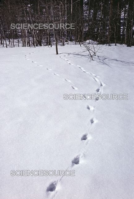 Photograph | Coyote Tracks in the Snow | Science Source Images