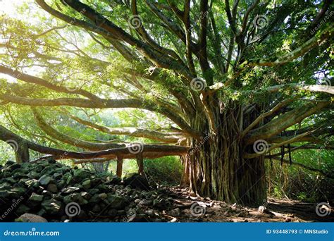 Banyan Tree Bark Texture Or Background Royalty-Free Stock Photo ...