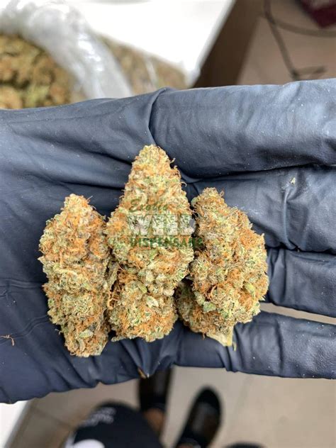 Cherry Pie Strain Exotic Weed Dispensary