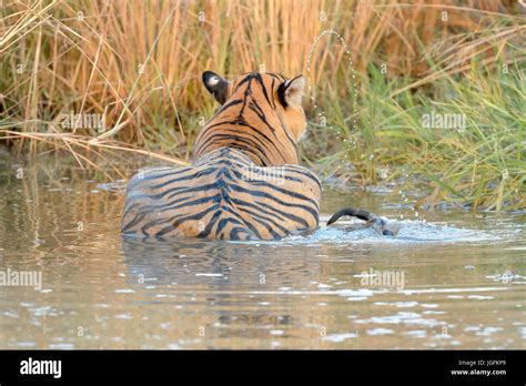 Royal Bengal Tiger Panthera Tigris Tigris Hinlegen Wasserloch Von