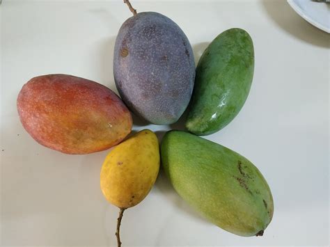 Thai Mango Ever Seen Purple And Pink Mangoes Lets Visit Thailand