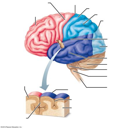 Nervous System Structures Of The Brain Exterior Left Lateral View