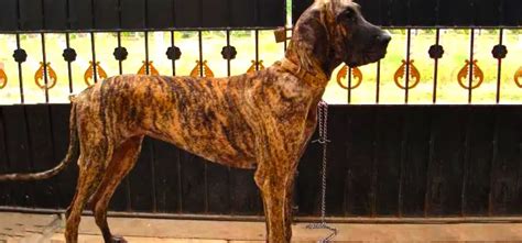 Treeing Tennessee Brindle - Pet Your Dog