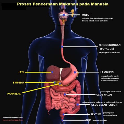 Proses Pencernaan Makanan Pada Manusia Homecare24