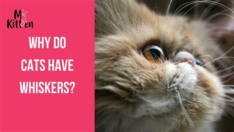 Why Do Cats Have Whiskers?