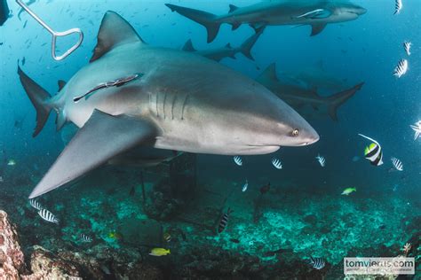 Fiji Shark Diving 2018 | Livingdreams.tv