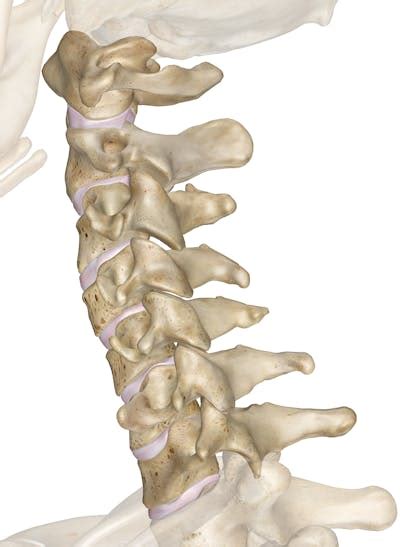 Cervical Vertebrae Labeled